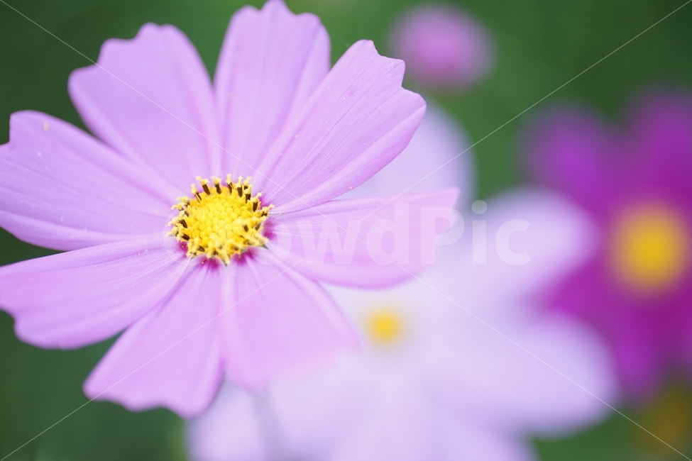 코스모스,가을,꽃,식물,자연,가을,계절,fall,autumn,season,식물,자연,plants,nature,꽃,flower,plant