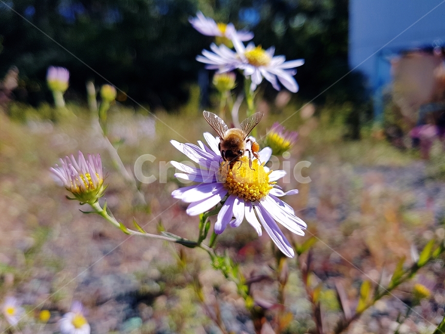 곤충,꿀벌,쑥부쟁이,가을,꽃,벌,식물,꽃잎,식물,자연,plants,nature,꽃,flower,동물,animal,곤충,벌레,insect,bug