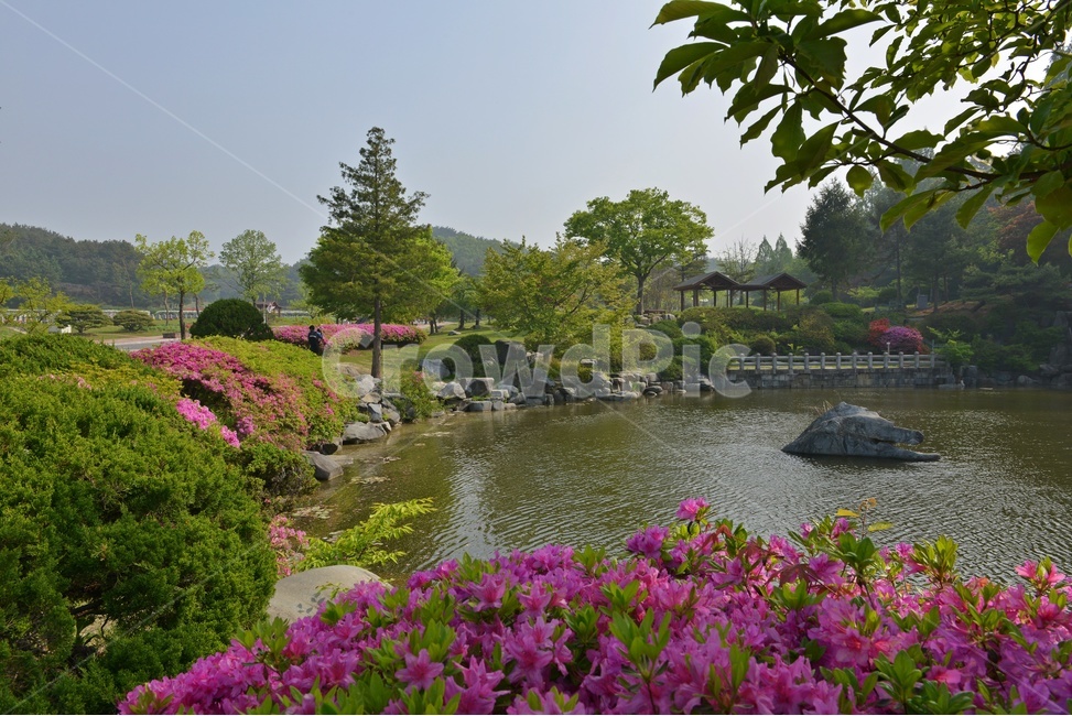 충남,대전,현충원,국립현충원,현충지,pond,못,garden,정원,연못,반영,현충지봄,철쭉,철쭉꽃,봄,계절,경치,경관,풍경,outdoors,옥외,nature,자연,water,물,plant,식물,tree,나무,정자,쉼터