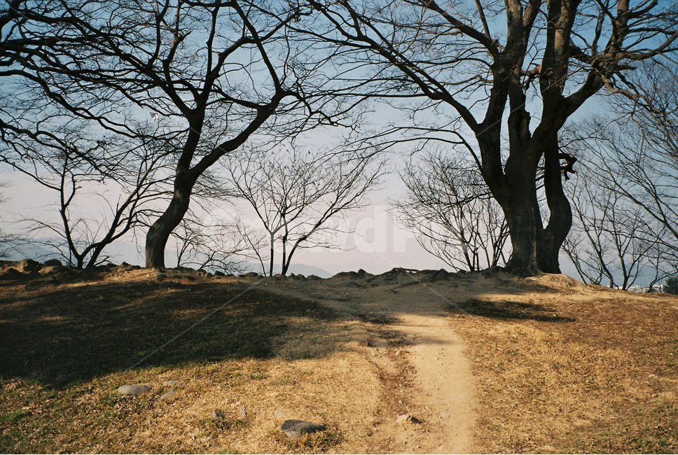 하늘,나무,길,언덕,갈색,푸른,파란,배경,풍경,background,필름카메라,필름,겨울,계절,winter,season,자연,풍경,nature,landscape,ground,바닥,tree,plant,식물,tree trunk,나무 줄기