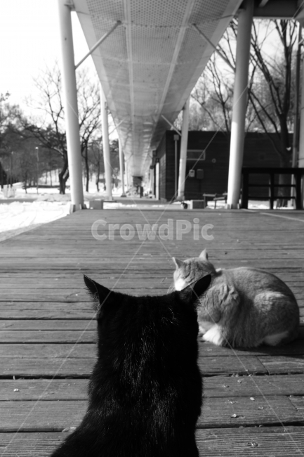 고양이,흑백,감성사진,동물,모노,동물,animal,포유류,mammal,고양이,cat,kitten,kitty,흑백,모노톤,monochrome,black and white