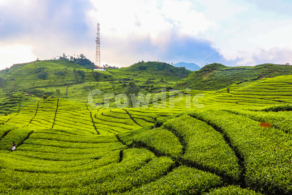 차밭,차,밭,풍경,자연,자연,풍경,nature,landscape,outdoors,옥외