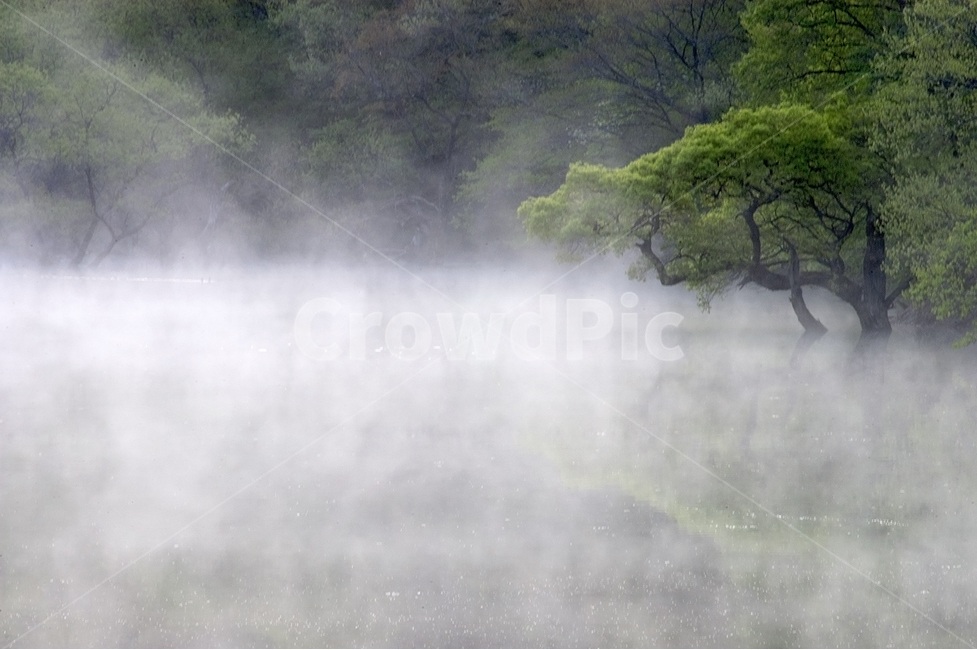 자연,주왕산,주산지,물안개,버드나무,자연,풍경,nature,landscape,한국자연풍경,한국자연경관,korea nature landscape,weather,날씨,outdoors,옥외,fog,안개