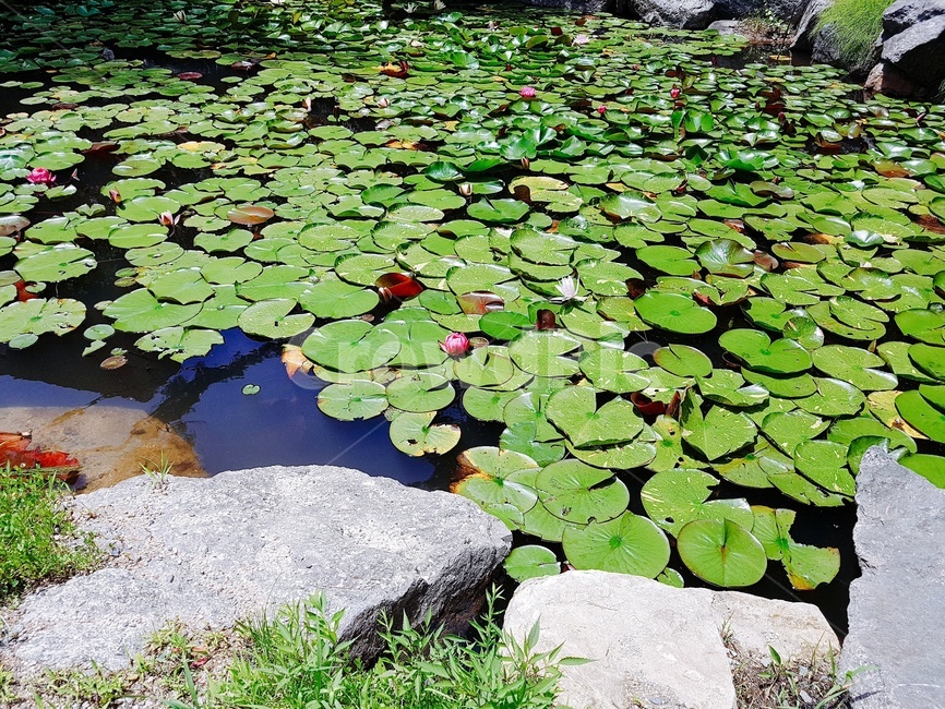 연꽃,배경,바탕화면,연못,돌,식물,자연,plants,nature