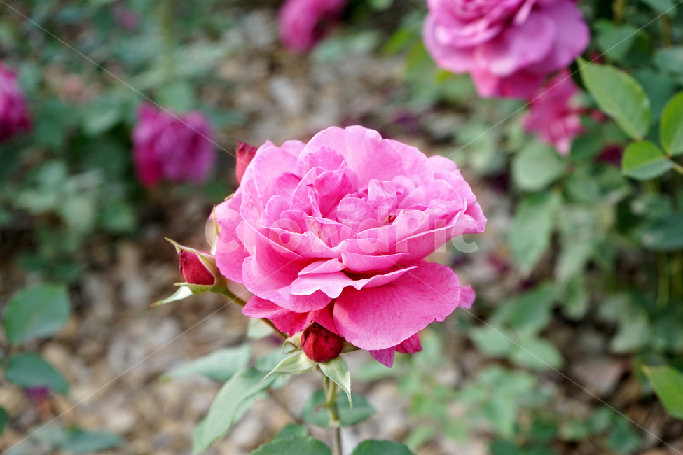 rose,장미,flower,꽃,plant,식물,blossom,자연,식물,자연,plants,nature,꽃,flower