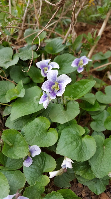 꽃,봄,자연,제비꽃,보라색꽃,식물,자연,plants,nature,꽃,flower
