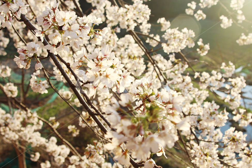 자연,봄,꽃,벚꽃,야외,봄,계절,spring,season,plant,식물,flower,blossom