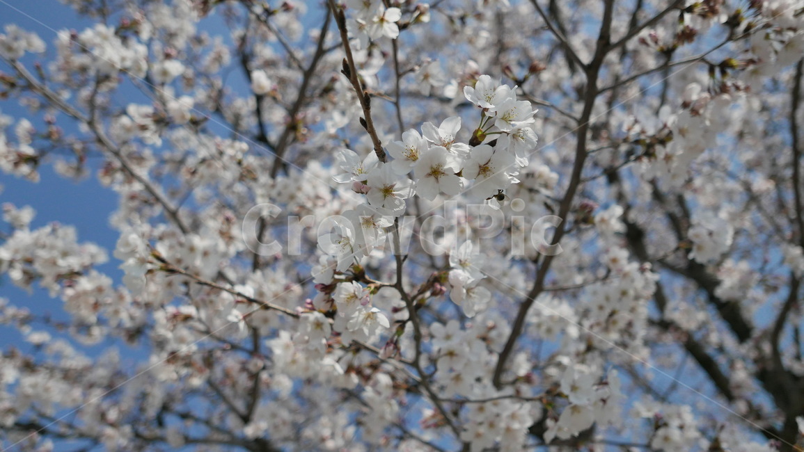 spring,flower,blossom,봄,벚꽃,꽃,꽃송이,감성