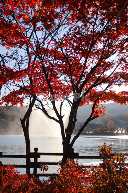 가을,단풍,단풍나무,fall,mapletree,tree,나무