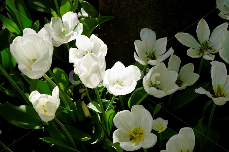 봄,봄꽃,화사함,자연,행복,힐링,bloom,colorful,floral,flower,gardenflowers,happymind,life,nature,plant,spring,흰색,식물,자연,plants,nature,꽃,flower
