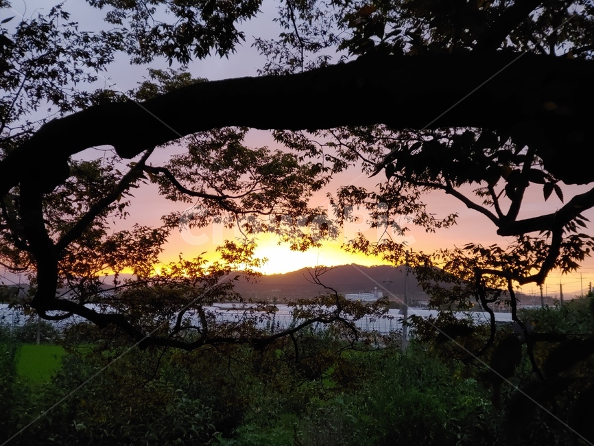 nature,자연,tree,나무,노을,석양