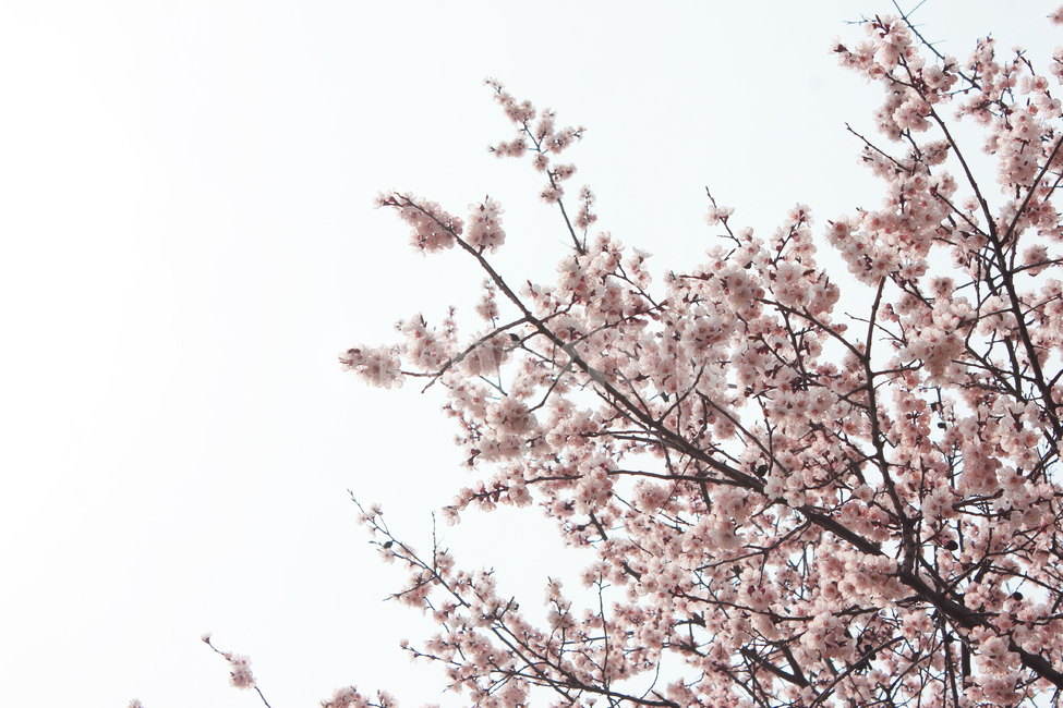 분홍,벚꽃,나무,꽃,봄,벚꽃시즌,봄,계절,spring,season,식물,자연,plants,nature,꽃,flower,plant,blossom
