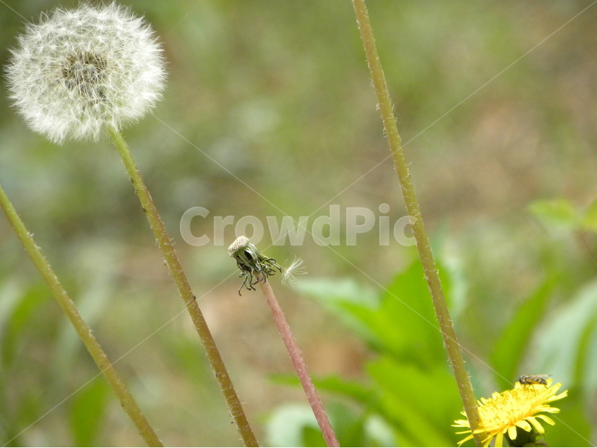 민들레,민들레홀씨,dandelion,들꽃,flower,식물,자연,plants,nature,꽃,flower