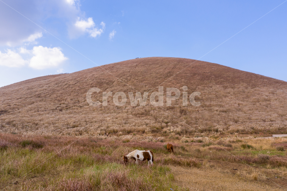 outdoors,옥외,grassland,목초지,nature,field,들,제주도,제주,섬,풍경,자연,구름,큰나무,초원,드넓은,넓은,벌판,언덕,오름,새별오름,그린,초록,초록색,파란색,푸른,하늘,산,평지,평야,화산,분화구,관광지,관광,휴식,쓸쓸함,여름,억새,가을