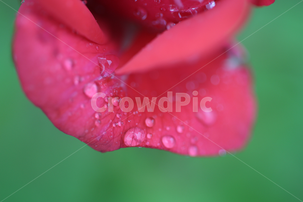 꽃,장미,빗방울,flower,rose,raindrop,식물,자연,plants,nature,꽃,flower