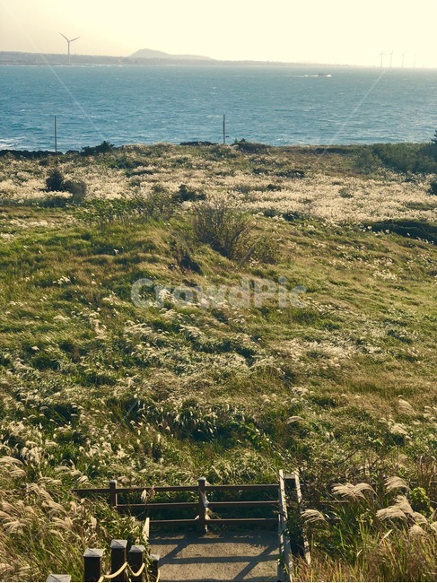 nature,자연,제주도,비양도,바다,의자,억새,자연,풍경,nature,landscape,outdoors,옥외,land,땅
