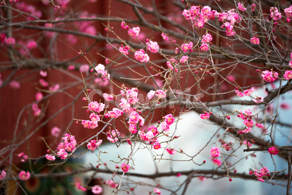 자연,풍경,봄,꽃,맑은날,봄,계절,spring,season,식물,자연,plants,nature,꽃,flower,plant,blossom