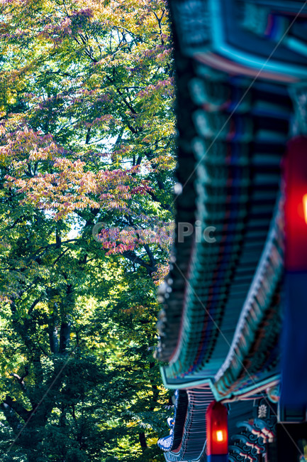 한옥,청사초롱,처마,전통가옥,가을,단풍,전통건축물,가을,계절,fall,autumn,season,한국전통,한국문화,korean traditional,korean culture