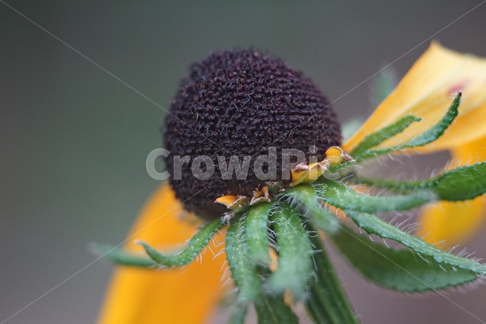 루드베키아,암술,수술,꽃,자연,식물,rudbeckia,pistil,nature,plants,접사,closeup,매크로,식물,자연,plants,nature,꽃,flower