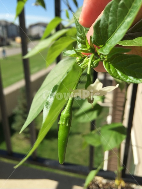 고추,재배,식물,plant,고추재배,식물,자연,plants,nature