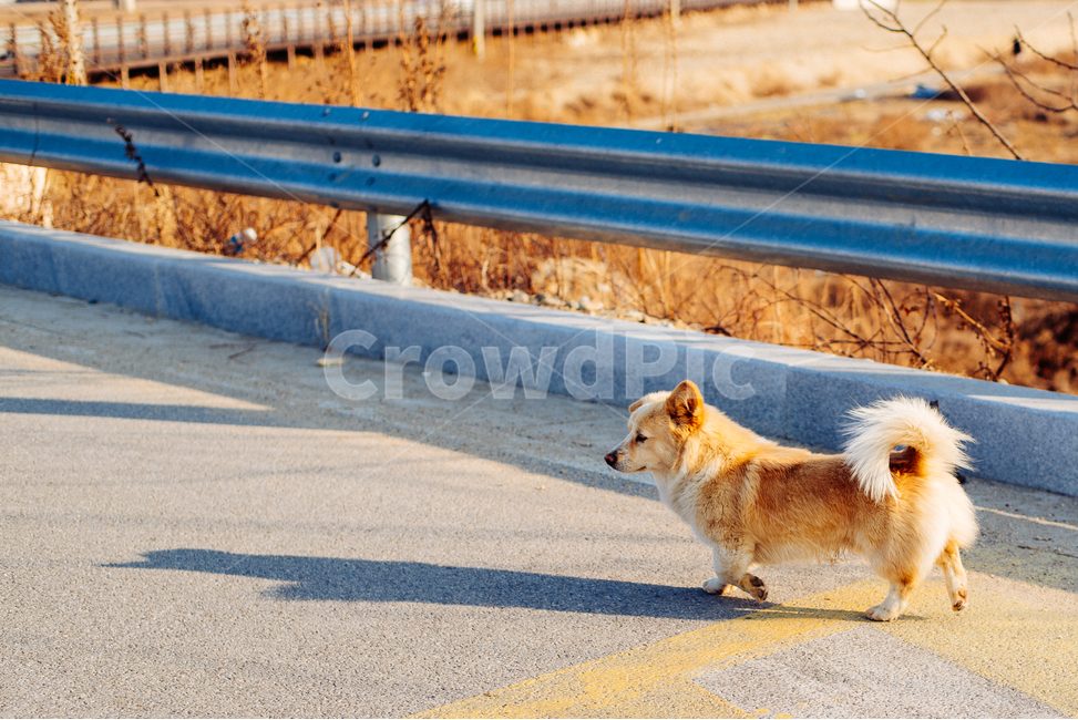 믹스견,시골,귀여움,옆모습,해질녘,동물,animal,포유류,mammal,개,강아지,dog,doggy