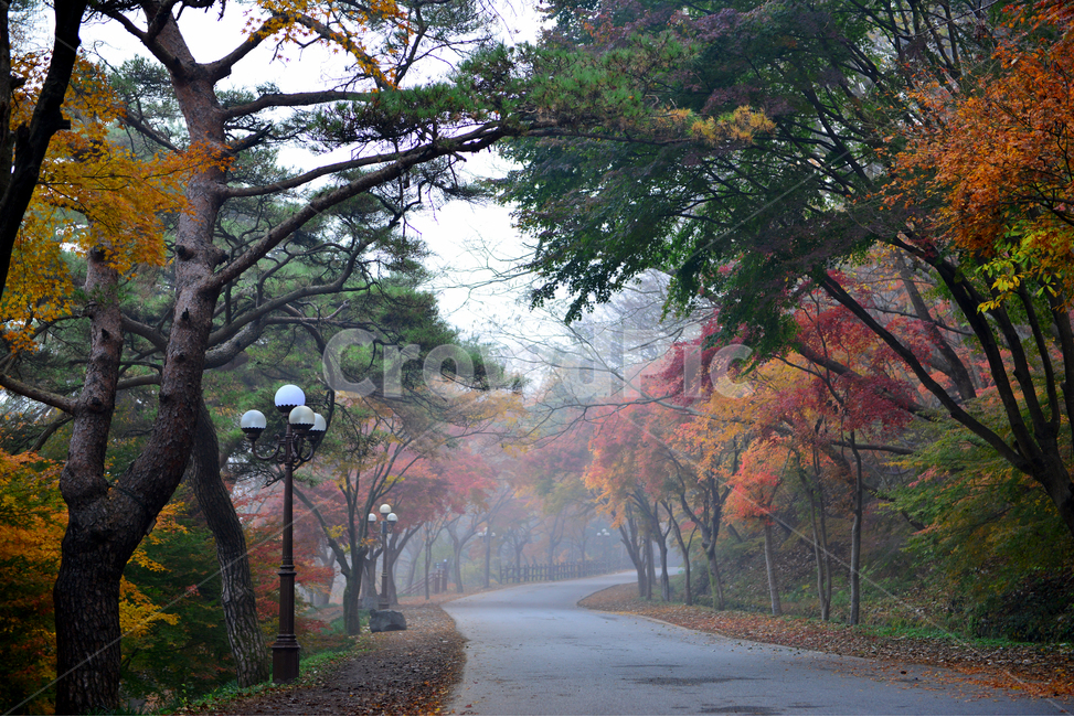 전남,장성,백양사,백양사가을,추색,계곡,가을,단풍,단풍잎,계절,treetrunk,나무줄기,nature,자연,outdoors,scenery,풍경,landscape,경치,plant,식물,leaf,잎,tree,나무,maple,가을,계절,fall,autumn,season,자연,풍경,nature,landscape