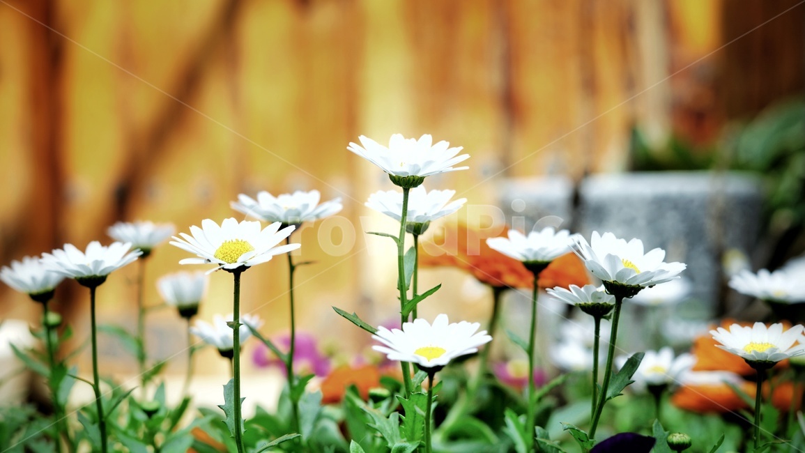 봄꽃,들꽃,자연,화단,flower,nature,한국풍경,봄풍경,봄,spring,계절,식물,자연,plants,nature,꽃,flower