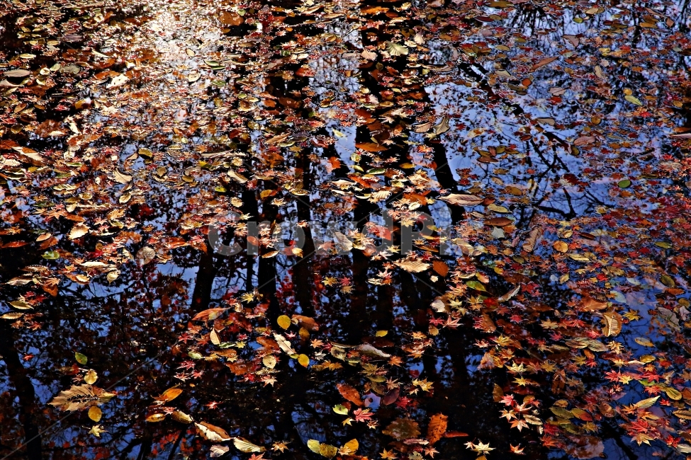 낙엽,도솔천,가을,선운사,가을여행,가을,계절,fall,autumn,season,leaf,잎,plant,식물