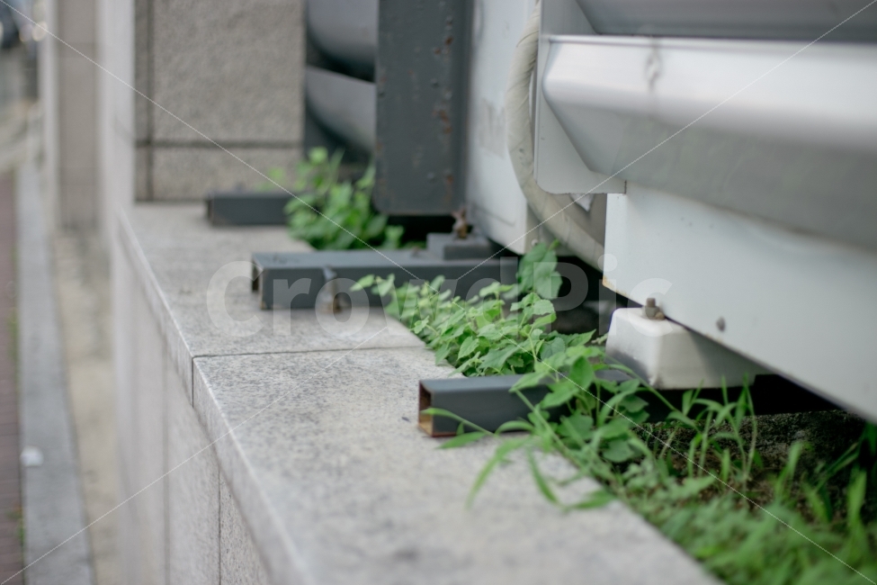 풀,식물,풍경,자연,녹색,식물,자연,plants,nature