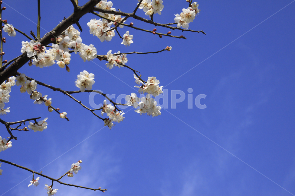 봄,자연,매화,풍경,꽃,매화꽃,매화마을,spring,flower,nature,season,나무,식물,봄꽃,계절,봄,계절,spring,season,식물,자연,plants,nature,꽃,flower,plant,blossom