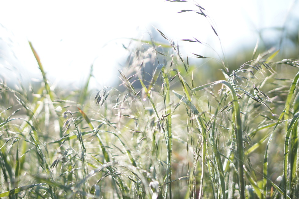풀,아침,이슬,풍경,빛,식물,자연,plants,nature