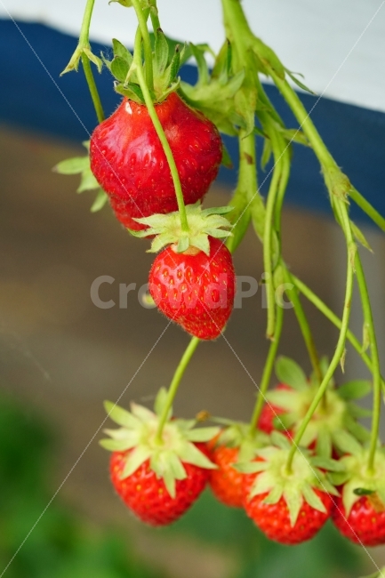 딸기,과일,열매,식물,자연,빨강,fruit,strawberry,nature,red,식물성,과실,농장,농작물,농산물,빨간,빨강색,빨간색,맛있는,맛있다,싱싱한,싱싱한다,수확,재배,과수원,음식,식재료,요리,food,cook,meal,dishes,food reserves,과일,열매,fruit,채소,야채,vegetables