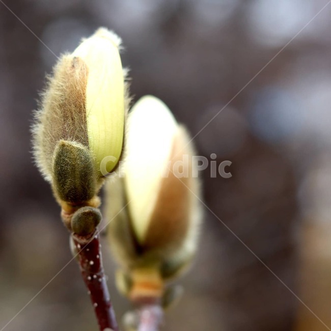 싹,식물,새싹,꽃,flower