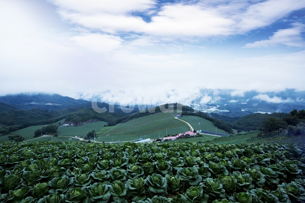 안반데기,배추밭,고랭지배추밭,풍경,안반데기배추밭,자연,풍경,nature,landscape,한국자연풍경,한국자연경관,korea nature landscape,산업,industry,industrial,농업,농사,agriculture,farming,farming industry,outdoors,옥외
