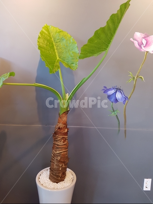 화초,큰화분,화분,카페화분,큰화초,식물,자연,plants,nature,실내용화초,화분,화초,house plant