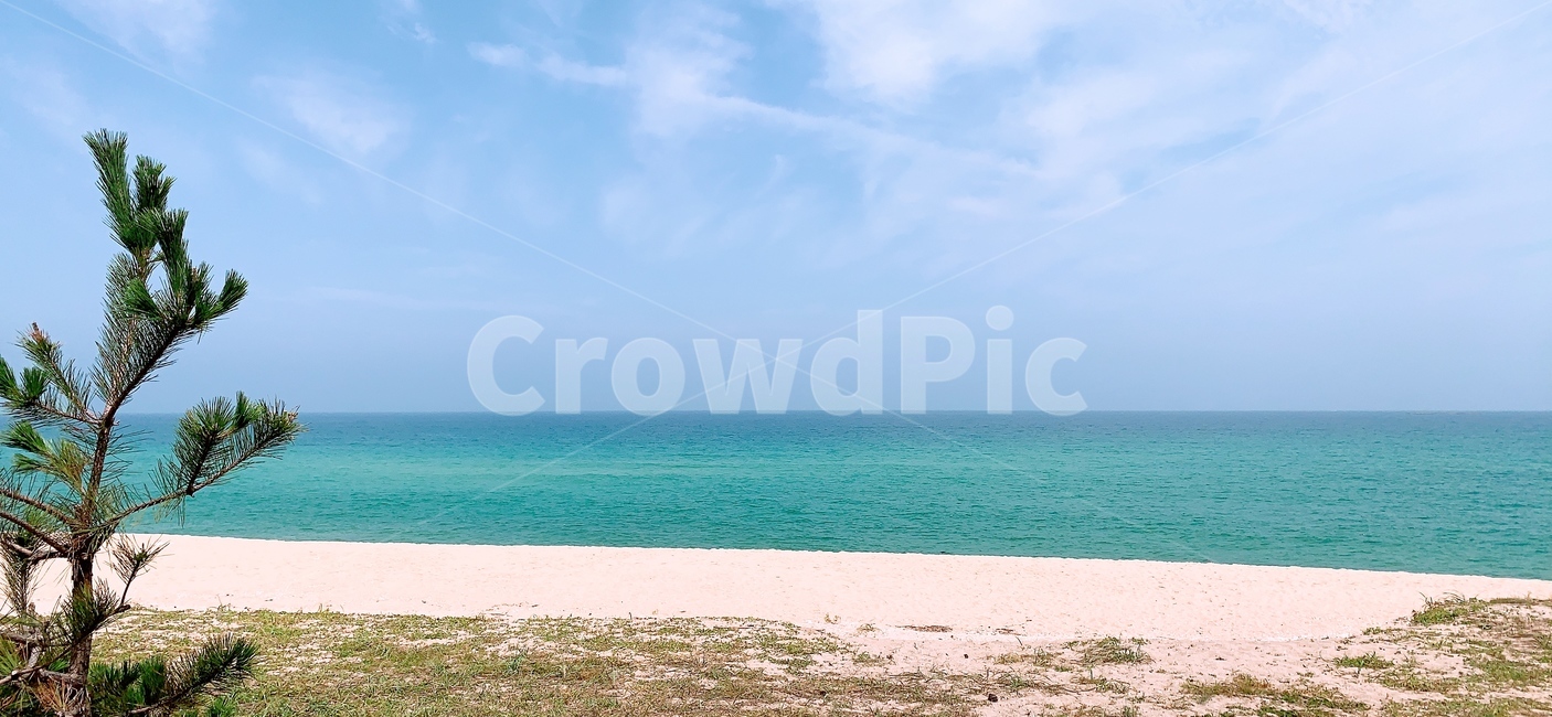 바다,백사장,모래사장,방풍림,해안,해안가,sea,ocean,해변,바다,beach,sea