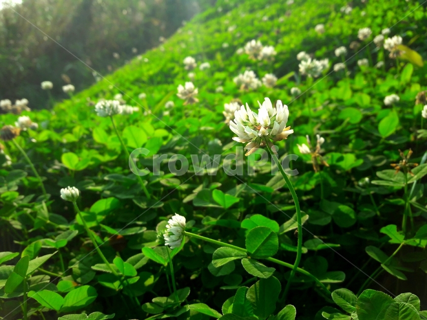 토끼풀,clover,네잎클로버,행운의,luck,행복,식물,plant,꽃,flower,식물,자연,plants,nature
