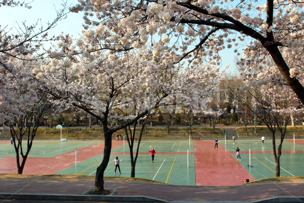 코트,테니스코트,배드민턴코트,운동,스포츠,배드민턴,테니스,벚꽃,벚나무,봄,경북대학교,경북대,대구,한국,캠퍼스,대학교,학교,나무