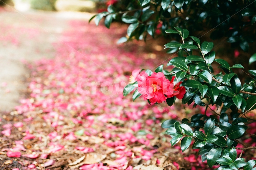 동백,동백꽃,겨울꽃,camellia,camelliaflower