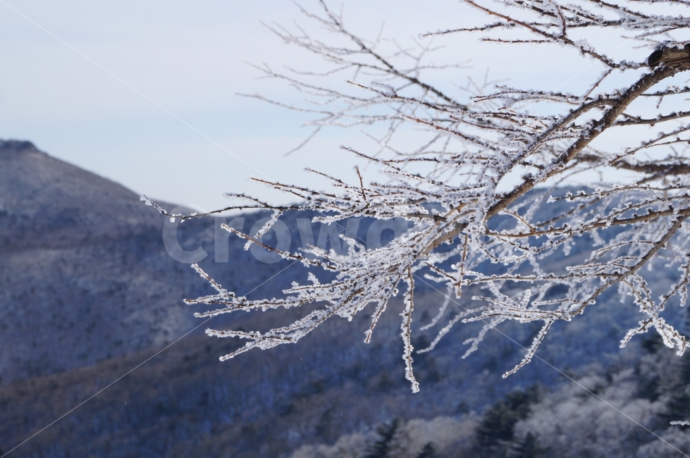 겨울,겨울산,눈꽃나무,눈꽃,풍경,겨울,계절,winter,season,식물,자연,plants,nature
