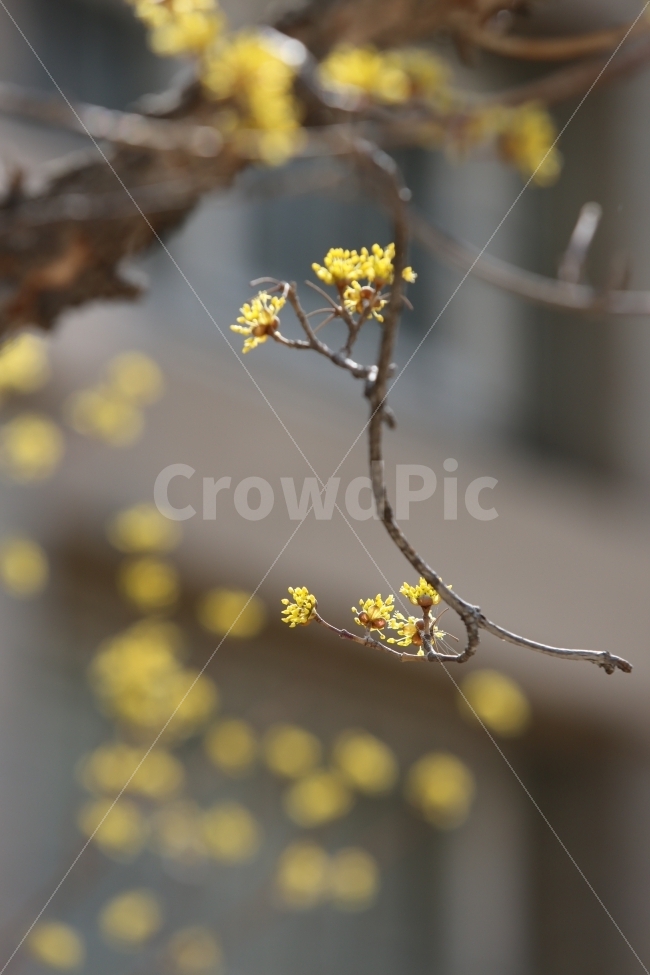 산수유,봄,노랑색,식물,산수유꽃,봄,계절,spring,season,식물,자연,plants,nature,꽃,flower