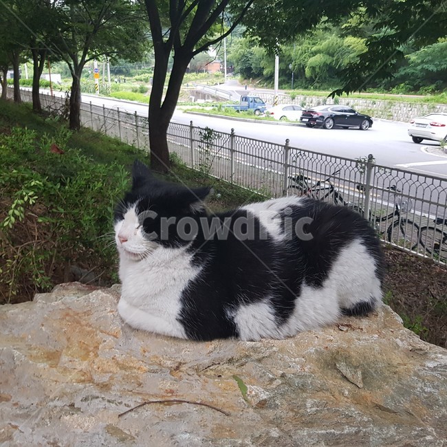 고양이,길냥이,cat,바위,돌