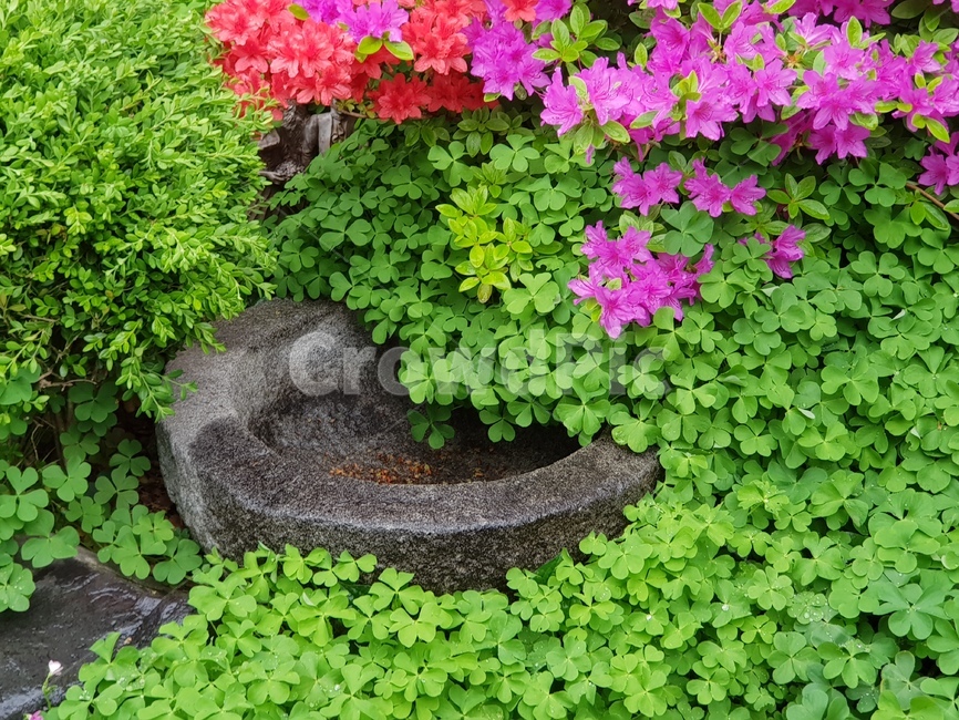 절구통,pottedplant,화분,jar,식물,pottery,도기류,vase,planter,herbs,herbal,봄,자연