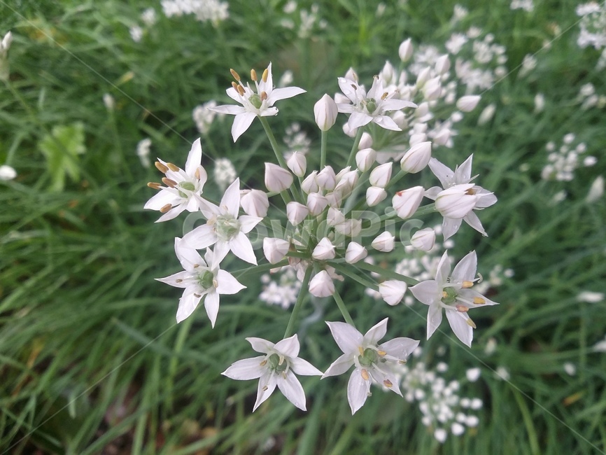 꽃,식물,flower,plant,자연,식물,자연,plants,nature