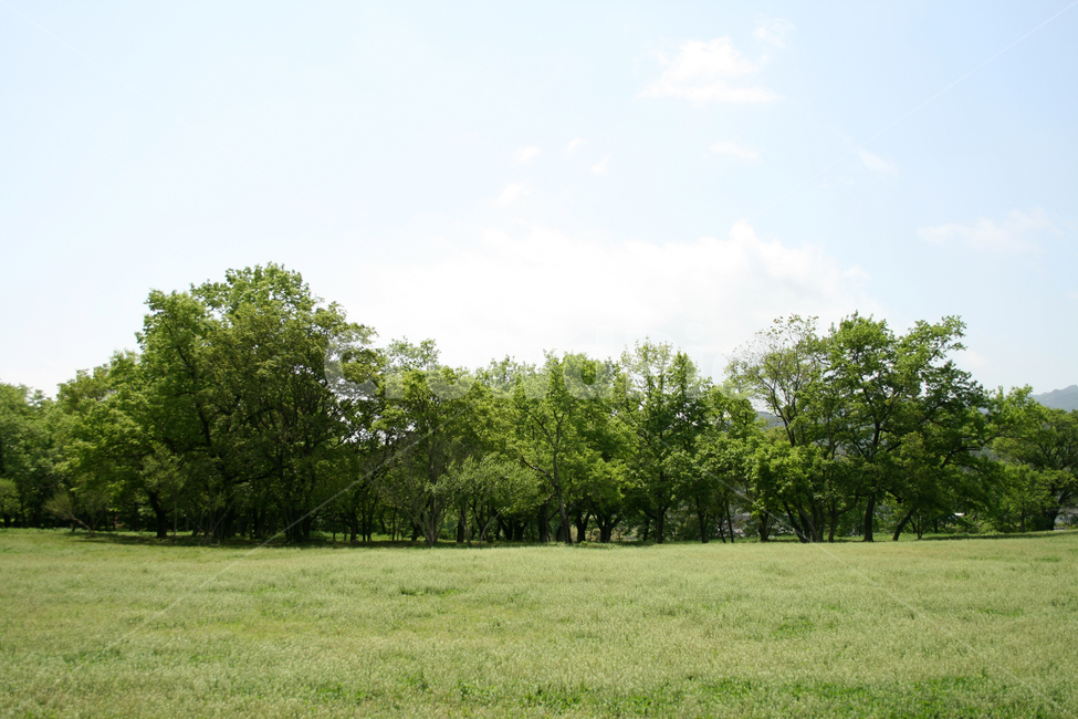 한국,숲,잔디,하늘,초원,구름,초록,자연,풍경,nature,landscape,grass,plant,식물,outdoors,옥외,field,들,grassland,목초지