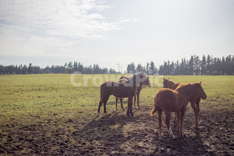 자연,목초지,농장,농촌,들,nature,말,horse,제주도,평화,들판,field,제주,동물,animal,포유류,mammal