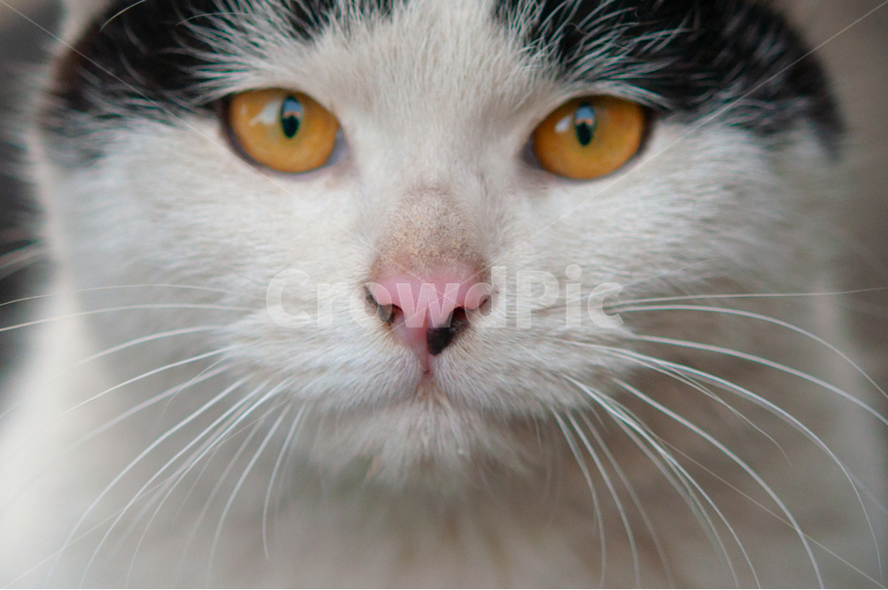 귀여운,수염,털,야생,배경,cute,beard,fur,wild,background,mammal,포유류,cat,고양이,pet,동물,animal,애완동물,동물,animal,포유류,mammal,고양이,cat,kitten,kitty