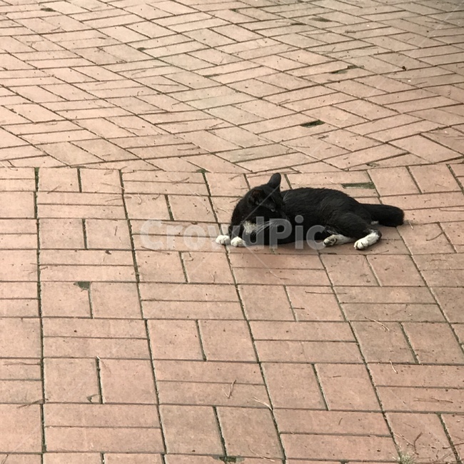 고양이,동물,길고양이,cat,animal