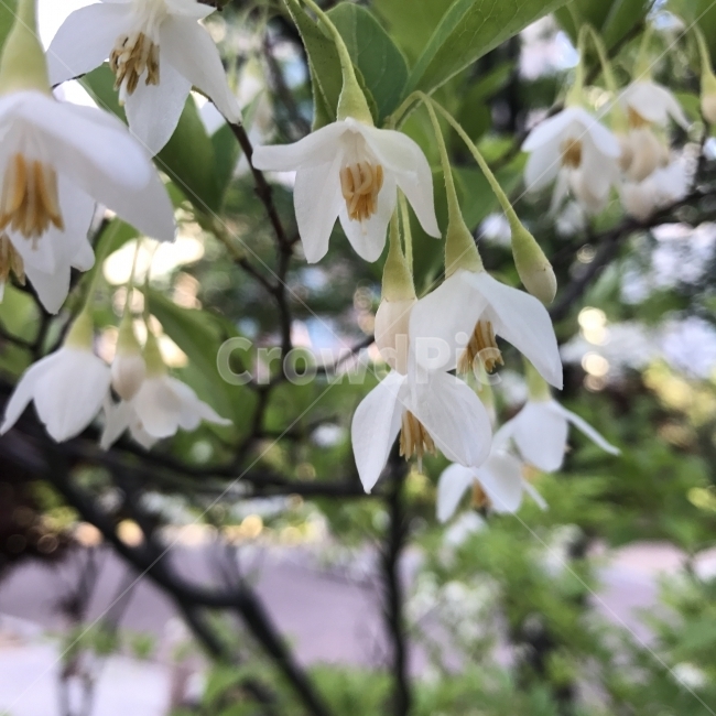 때죽나무,노가나무,때죽,제돈목,족나무,때죽나무충영,Japanesesnowbell,낙엽활엽소교목,StyraxjaponicusSiebold,충영,약용,약재,오염환경측정,군락,나무,꽃,Tree,Flower,식물,자연,plants,nature,꽃,flower