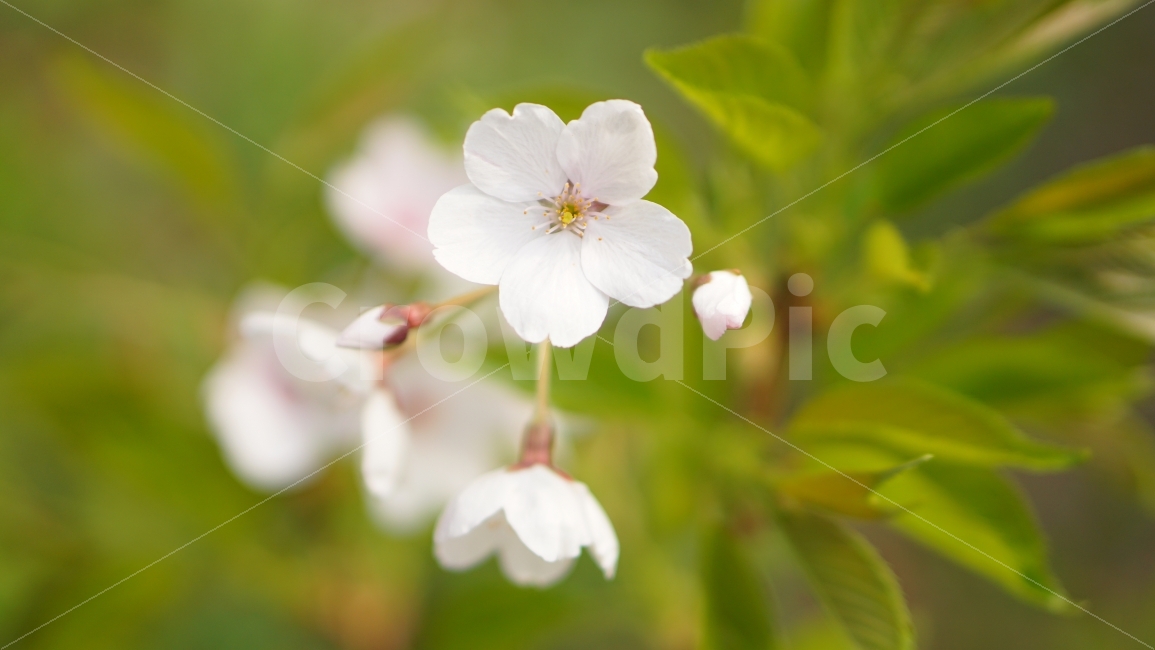 벚꽃,꽃,꽃잎,자연,봄,생명,접사,마크로,mcro,식물,자연,plants,nature,봄,계절,spring,season,꽃,flower,plant,geranium,제라늄,blossom